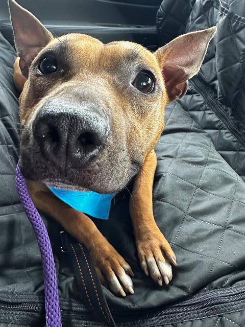 Shelter Stray Male Dog last seen CHARLOTTE, Charlotte, NC 28217