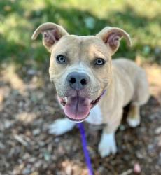Shelter Stray Male Dog last seen CHARLOTTE, Charlotte, NC 28217