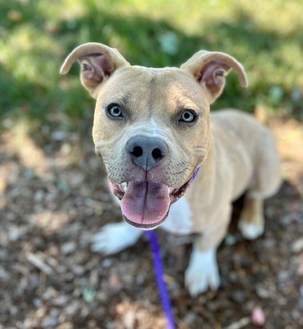 Shelter Stray Male Dog last seen CHARLOTTE, Charlotte, NC 28217