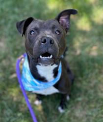 Shelter Stray Male Dog last seen CHARLOTTE, Charlotte, NC 28217