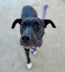 Shelter Stray Female Dog last seen CHARLOTTE, Charlotte, NC 28217