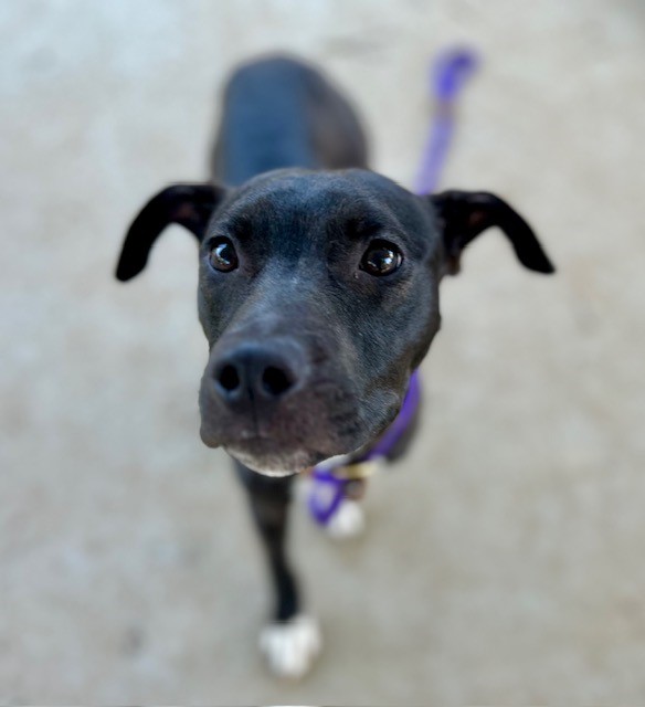 Shelter Stray Female Dog last seen CHARLOTTE, Charlotte, NC 28217