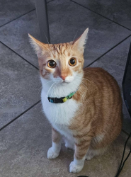 Lost Female Cat last seen farley street harligen TX 1702, Harlingen, TX 78550
