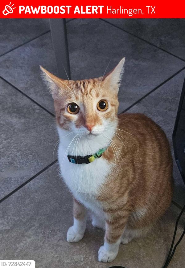 Lost Female Cat last seen farley street harligen TX 1702, Harlingen, TX 78550