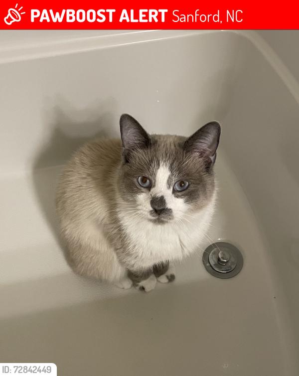 Lost Male Cat last seen DS Watson rd, Sanford, NC 27332
