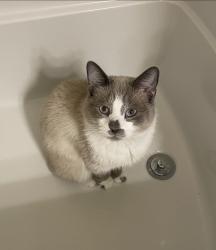 Lost Male Cat last seen DS Watson rd, Sanford, NC 27332
