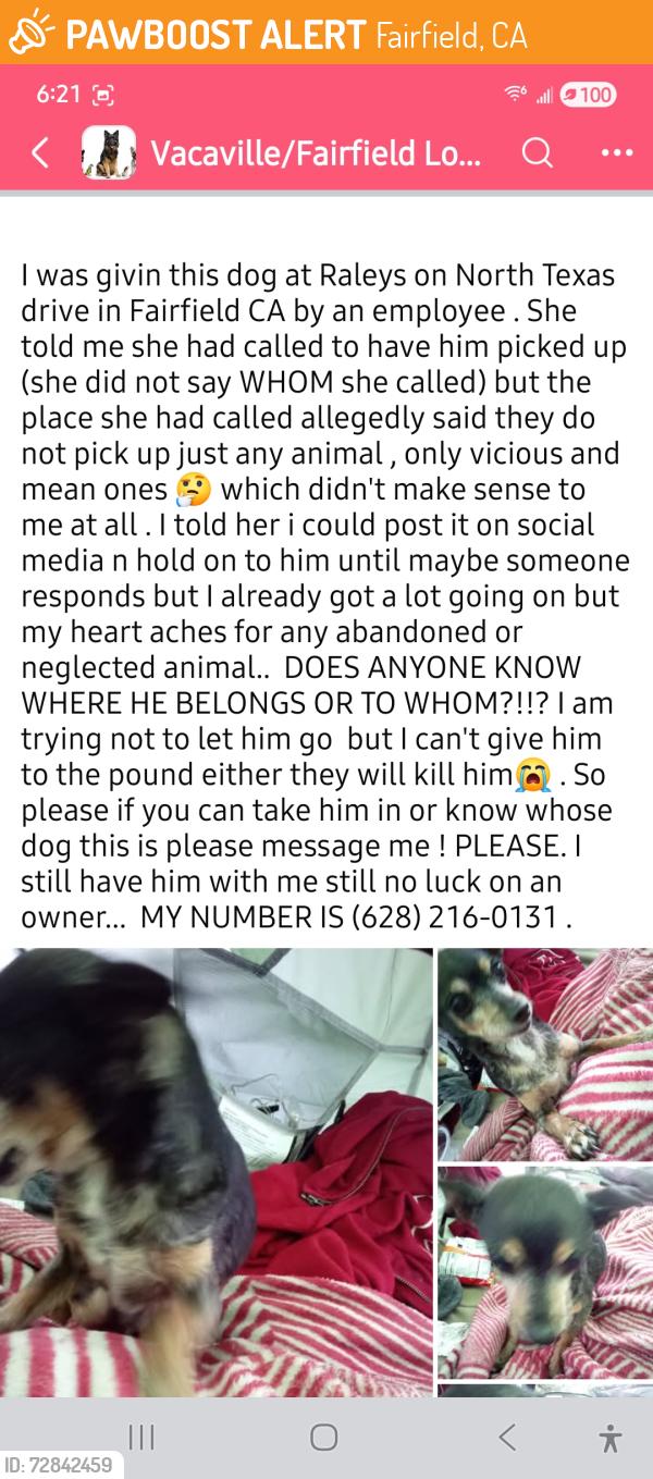 Found/Stray Male Dog last seen Found in rayleys parking lot by employee , Fairfield, CA 94533