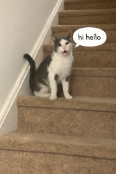 Lost Male Cat last seen Near railroad ave west babylon , West Babylon, NY 11704