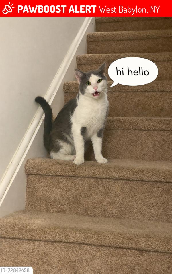 Lost Male Cat last seen Near railroad ave west babylon , West Babylon, NY 11704