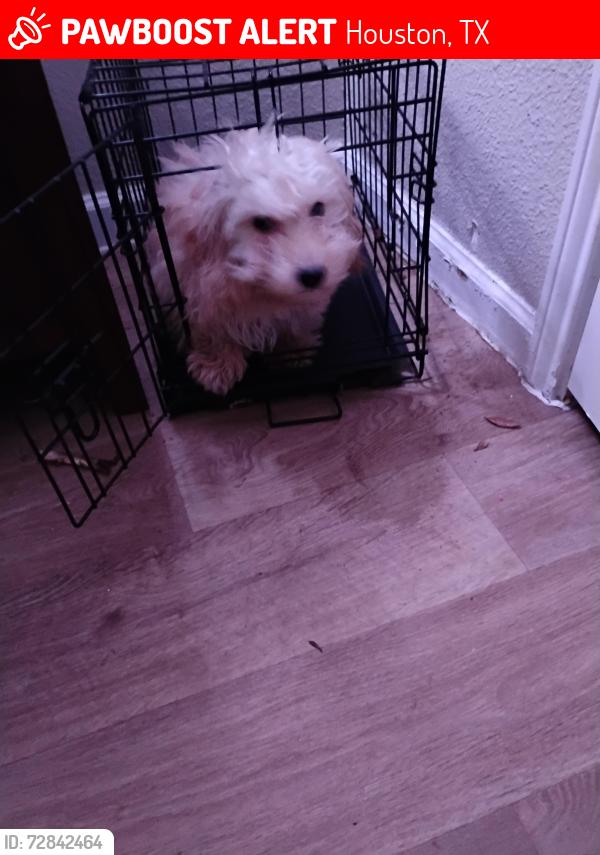 Lost Male Dog last seen West park , Houston, TX 77082