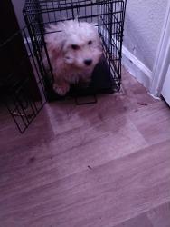 Lost Male Dog last seen West park , Houston, TX 77082