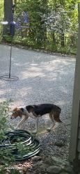 Found/Stray Female Dog last seen Holly forest, Jackson County, NC 28774