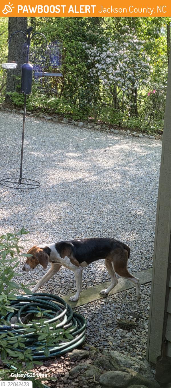 Found/Stray Female Dog last seen Holly forest, Jackson County, NC 28774