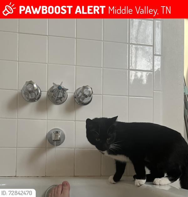 Lost Female Cat last seen Hannah Lane off Coffelt Road, Middle Valley, TN 37343