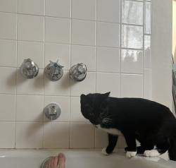 Lost Female Cat last seen Hannah Lane off Coffelt Road, Middle Valley, TN 37343