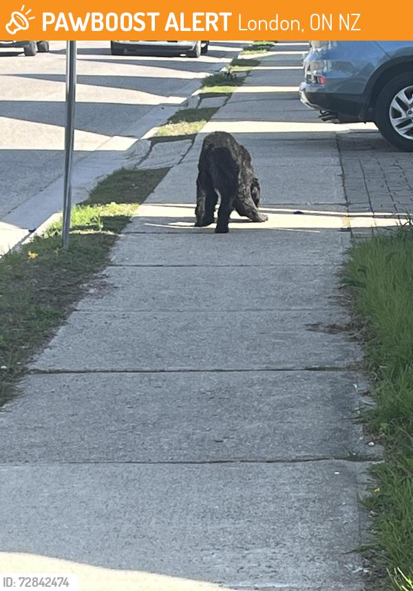 Found/Stray Unknown Dog last seen Rathgar st, London, ON N5Z