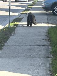 Found/Stray Unknown Dog last seen Rathgar st, London, ON N5Z