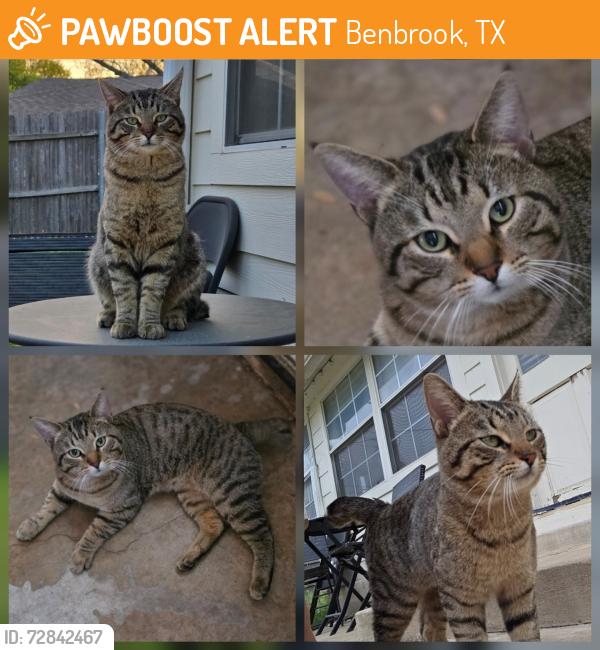 Found/Stray Male Cat last seen Eric Ln & S Cozby St, Benbrook, TX 76126