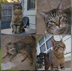 Found/Stray Male Cat last seen Eric Ln & S Cozby St, Benbrook, TX 76126