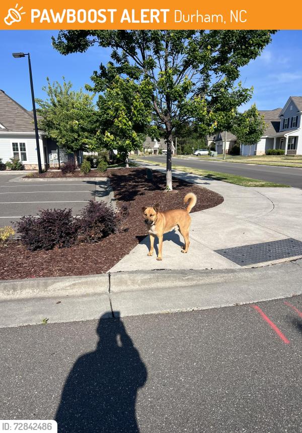 Found/Stray Male Dog last seen Sherron Road, Durham, NC 27703
