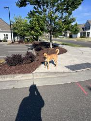 Found/Stray Male Dog last seen Sherron Road, Durham, NC 27703