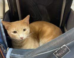 Lost Male Cat last seen Bridgefarmer Rd, McKinney, TX 75069