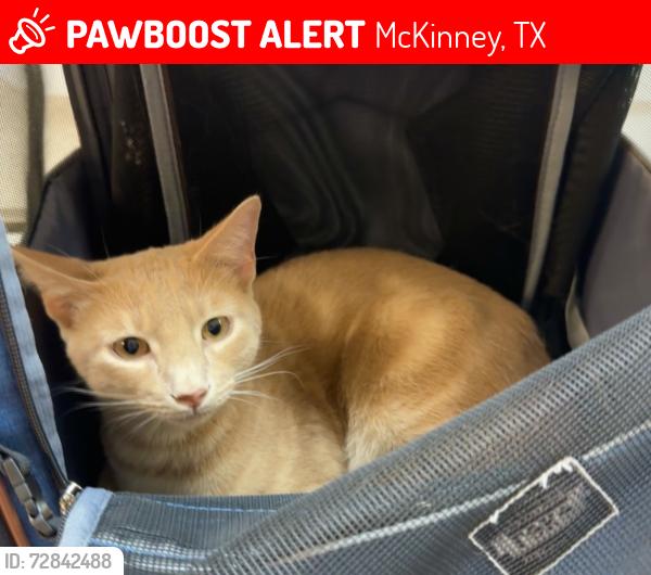 Lost Male Cat last seen Bridgefarmer Rd, McKinney, TX 75069