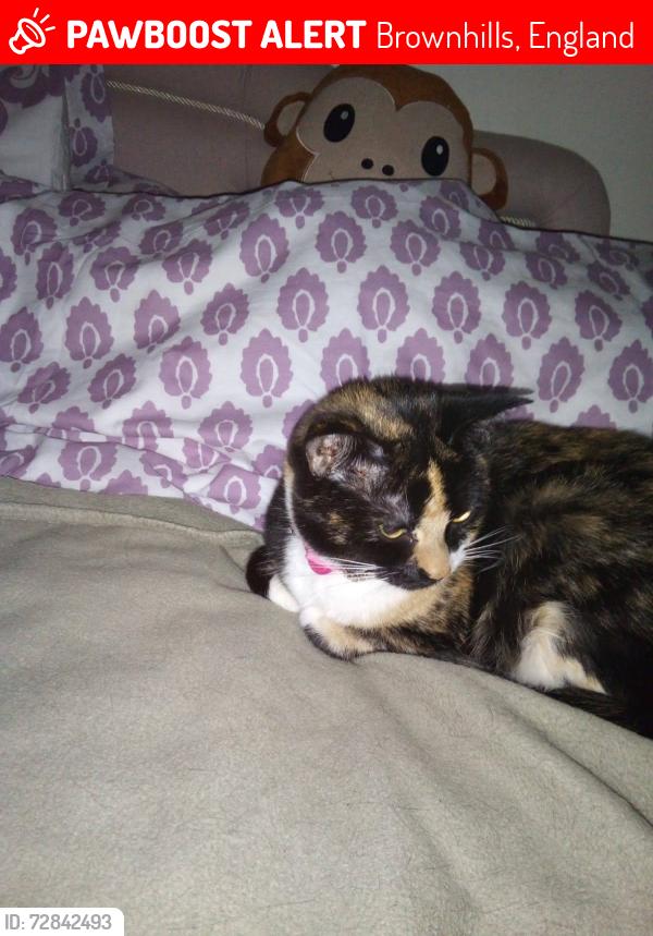 Lost Female Cat last seen I'm Walsall wood , Brownhills, England 