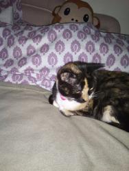 Lost Female Cat last seen I'm Walsall wood , Brownhills, England 