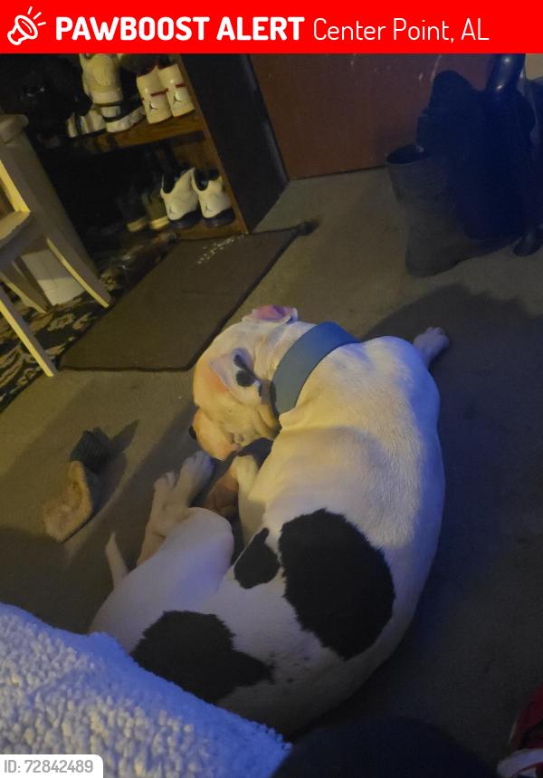 Lost Male Dog last seen Near mara dr , Center Point, AL 35215