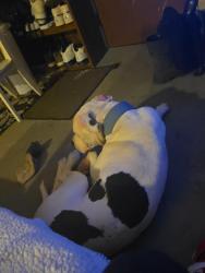 Lost Male Dog last seen Near mara dr , Center Point, AL 35215