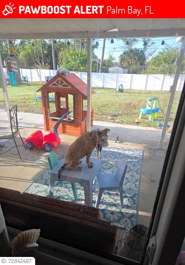 Lost Female Dog last seen Goyer road, Palm Bay, FL 32909