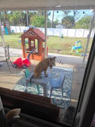 Lost Female Dog last seen Goyer road, Palm Bay, FL 32909