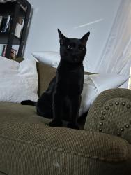 Lost Male Cat last seen Friends center for children , New Haven, CT 06513