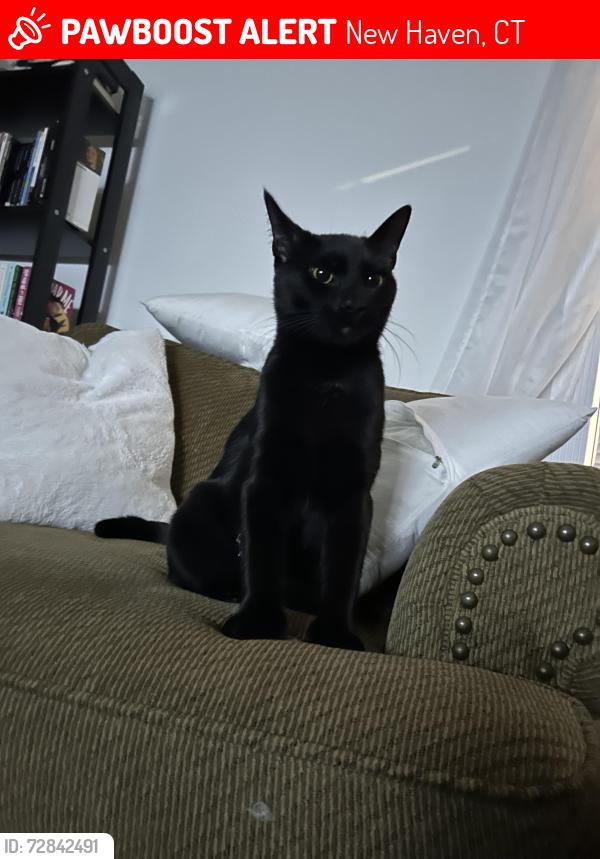 Lost Male Cat last seen Friends center for children , New Haven, CT 06513