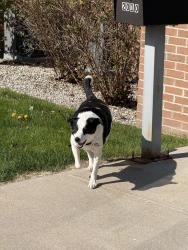 Found/Stray Male Dog last seen Culinary institute of Michigan Building, Port Huron, MI 48060