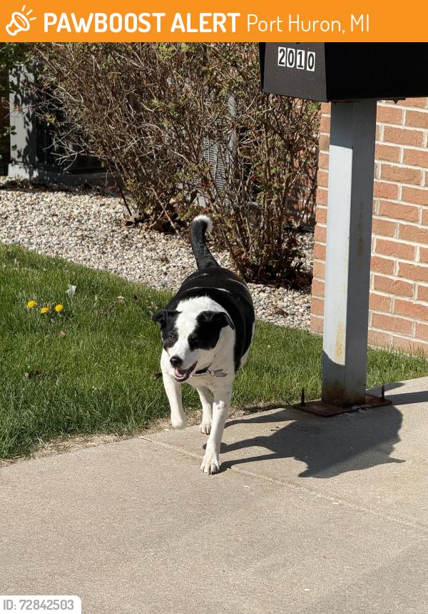 Found/Stray Male Dog last seen Culinary institute of Michigan Building, Port Huron, MI 48060