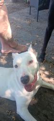 Found/Stray Female Dog last seen S Merrifield next to old baseball field , Dallas, TX 75211
