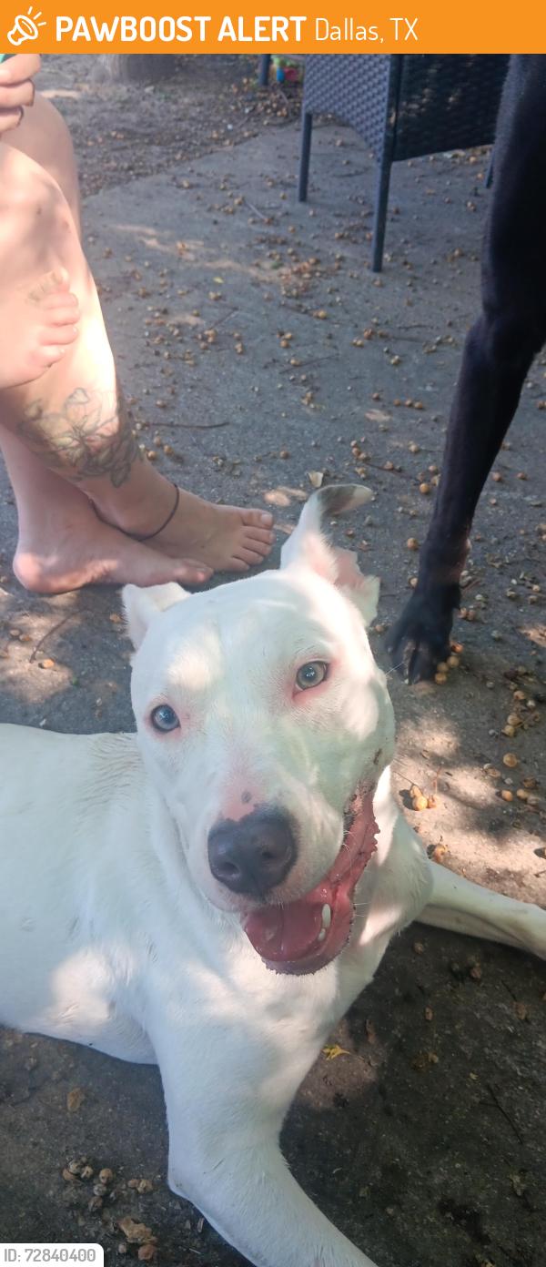 Found/Stray Female Dog last seen S Merrifield next to old baseball field , Dallas, TX 75211