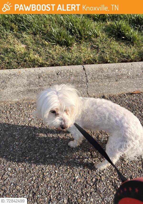 Found/Stray Unknown Dog last seen Concord Farms, Knoxville, TN 37934