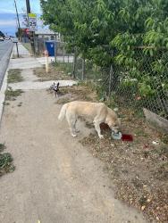 Found/Stray Unknown Dog last seen E California St Bakersfield Ca, Bakersfield, CA 93306