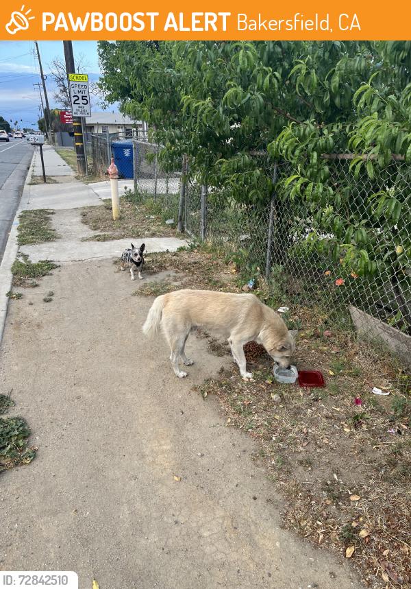 Found/Stray Unknown Dog last seen E California St Bakersfield Ca, Bakersfield, CA 93306