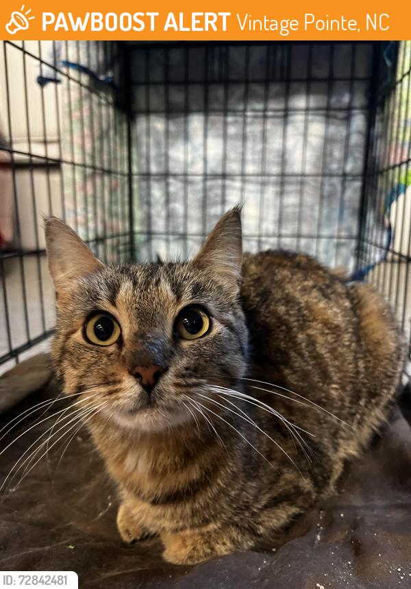 Found/Stray Female Cat last seen Vintage Point Subdivision, Holly Springs, NC, NC 27540