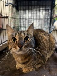 Found/Stray Female Cat last seen Vintage Point Subdivision, Holly Springs, NC, NC 27540