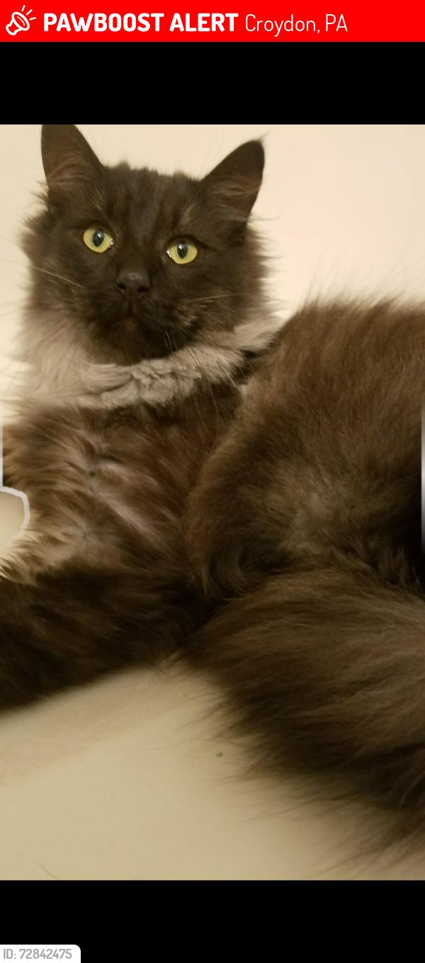 Lost Male Cat last seen Franklin Ave. Or Memorial ave., Croydon, PA 19021
