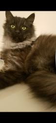 Lost Male Cat last seen Franklin Ave. Or Memorial ave., Croydon, PA 19021