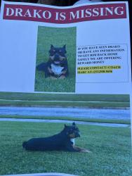 Lost Male Dog last seen Farnell drive mobile , Mobile, AL 36605