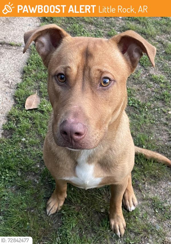 Found/Stray Male Dog last seen South university, Little Rock, AR 72209