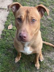 Found/Stray Male Dog last seen South university, Little Rock, AR 72209