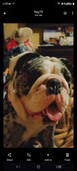 Lost Female Dog last seen Uresti 2812, Edinburg, TX 78542